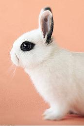 扩大AI数据中心网络 微软与Lumen Technologies合作